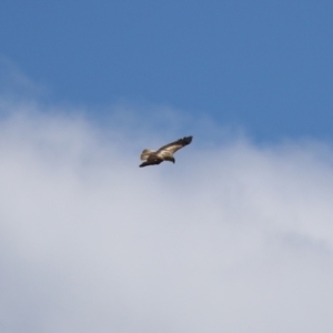 Haliastur sphenurus at Fyshwick, ACT - 18 Nov 2022