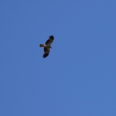 Haliastur sphenurus at Fyshwick, ACT - 18 Nov 2022