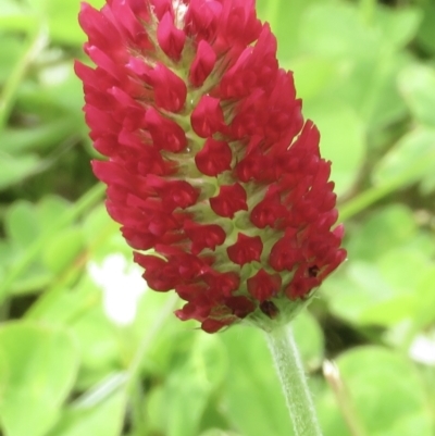 Trifolium incarnatum (Crimson Clover) at Bruce, ACT - 18 Oct 2022 by RobParnell