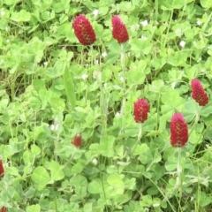 Trifolium incarnatum at Bruce, ACT - 18 Oct 2022 01:43 PM