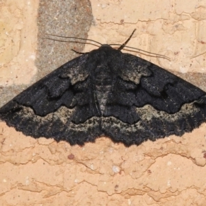 Melanodes anthracitaria at Wanniassa, ACT - 18 Nov 2022 10:15 PM