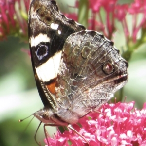 Vanessa itea at Narrabundah, ACT - 19 Nov 2022 01:11 PM