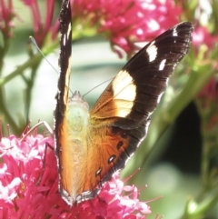 Vanessa itea at Narrabundah, ACT - 19 Nov 2022 01:11 PM