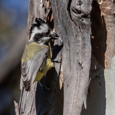 Falcunculus frontatus (Eastern Shrike-tit) at Booth, ACT - 18 Nov 2022 by rawshorty