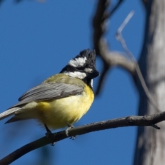 Falcunculus frontatus at Booth, ACT - 18 Nov 2022