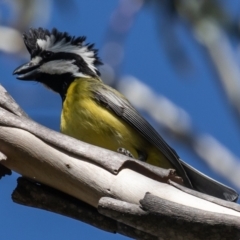 Falcunculus frontatus at Booth, ACT - 18 Nov 2022