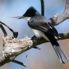 Myiagra inquieta (Restless Flycatcher) at Namadgi National Park - 17 Nov 2022 by rawshorty