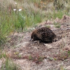 Tachyglossus aculeatus (Short-beaked Echidna) at Dry Plain, NSW - 19 Nov 2022 by trevorpreston