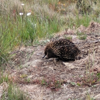 Tachyglossus aculeatus (Short-beaked Echidna) at Top Hut TSR - 19 Nov 2022 by trevorpreston