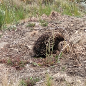 Tachyglossus aculeatus at Dry Plain, NSW - 19 Nov 2022 02:40 PM