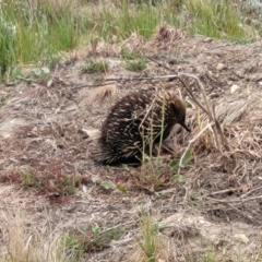 Tachyglossus aculeatus at Dry Plain, NSW - 19 Nov 2022