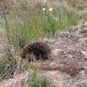 Tachyglossus aculeatus at Dry Plain, NSW - 19 Nov 2022 02:40 PM