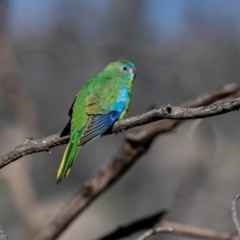 Neophema pulchella (Turquoise Parrot) at Namadgi National Park - 18 Nov 2022 by rawshorty