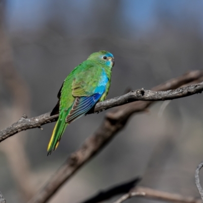 Neophema pulchella (Turquoise Parrot) at Booth, ACT - 18 Nov 2022 by rawshorty