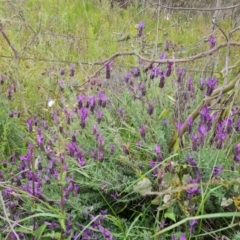 Lavandula stoechas (Spanish Lavender or Topped Lavender) at O'Malley, ACT - 19 Nov 2022 by Mike