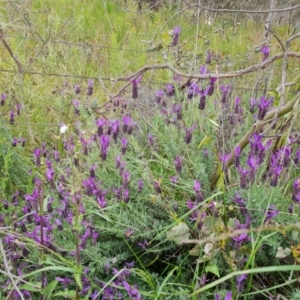 Lavandula stoechas at O'Malley, ACT - 19 Nov 2022