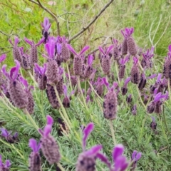 Lavandula stoechas at O'Malley, ACT - 19 Nov 2022