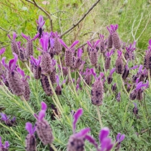 Lavandula stoechas at O'Malley, ACT - 19 Nov 2022