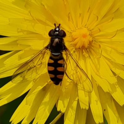 Melangyna viridiceps (Hover fly) at Isaacs Ridge and Nearby - 19 Nov 2022 by Mike