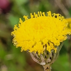 Leptorhynchos elongatus (Lanky Buttons) at Top Hut TSR - 19 Nov 2022 by trevorpreston