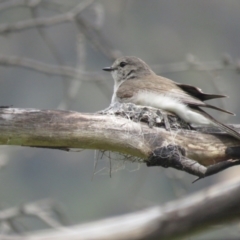 Microeca fascinans (Jacky Winter) at Booth, ACT - 19 Nov 2022 by BenW