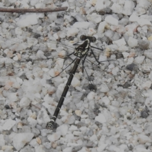 Austroargiolestes sp. (genus) at Paddys River, ACT - 19 Nov 2022