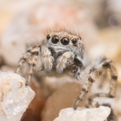 Maratus chrysomelas at Booth, ACT - 19 Nov 2022 11:00 AM