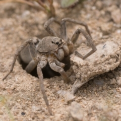 Portacosa cinerea (Grey wolf spider) at Booth, ACT - 19 Nov 2022 by patrickcox