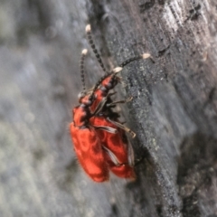 Lemodes coccinea (Scarlet ant beetle) at Tennent, ACT - 19 Nov 2022 by patrickcox