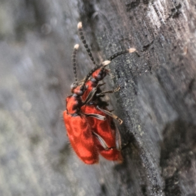 Lemodes coccinea (Scarlet ant beetle) at Namadgi National Park - 19 Nov 2022 by patrickcox