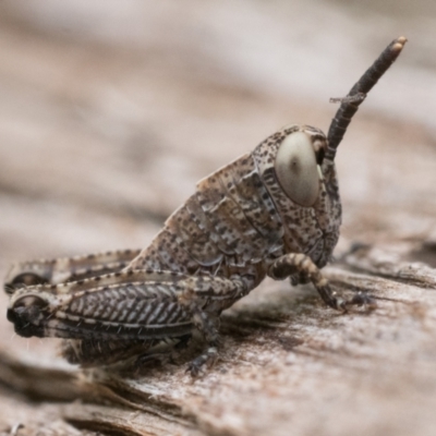 Phaulacridium vittatum (Wingless Grasshopper) at Namadgi National Park - 19 Nov 2022 by patrickcox
