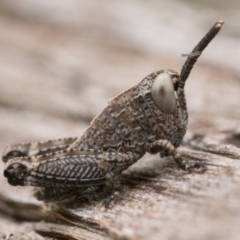 Phaulacridium vittatum (Wingless Grasshopper) at Tennent, ACT - 19 Nov 2022 by patrickcox