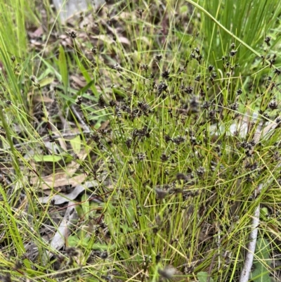 Schoenus apogon (Common Bog Sedge) at Sth Tablelands Ecosystem Park - 5 Nov 2022 by AndyRussell