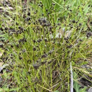 Schoenus apogon at Molonglo Valley, ACT - 5 Nov 2022