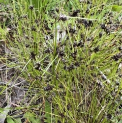 Schoenus apogon at Molonglo Valley, ACT - 5 Nov 2022