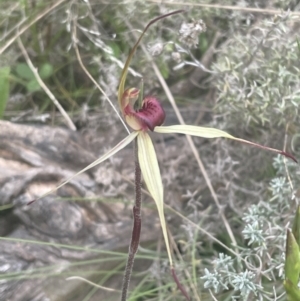 Caladenia montana at Yaouk, NSW - suppressed