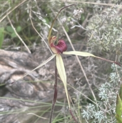 Caladenia montana (Mountain Spider Orchid) at Yaouk, NSW - 19 Nov 2022 by Mavis