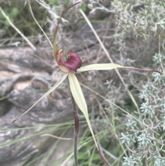 Caladenia montana at Yaouk, NSW - suppressed