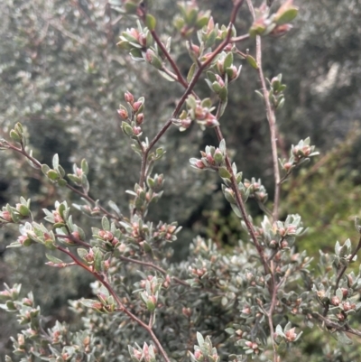 Gaudium namadgiense (Namadgi Tea-tree) at Mount Clear, ACT - 19 Nov 2022 by Mavis