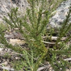 Olearia heloderma (Daisy Bush (Australian National Herbarium)) at Scabby Range Nature Reserve - 18 Nov 2022 by Mavis