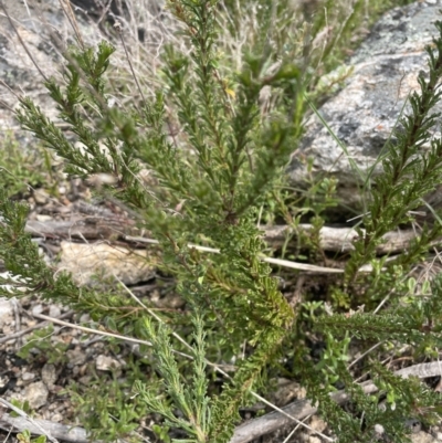 Olearia heloderma (Daisy Bush (Australian National Herbarium)) at Yaouk, NSW - 18 Nov 2022 by Mavis