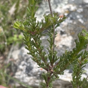 Olearia heloderma at Yaouk, NSW - 19 Nov 2022 10:54 AM