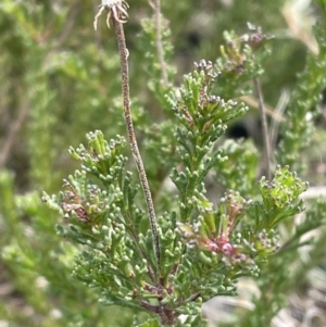 Olearia sp. Rhizomatica (I.R.Telford 11549) at Yaouk, NSW - 19 Nov 2022