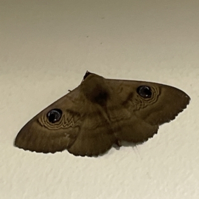 Dasypodia selenophora (Southern old lady moth) at Canberra, ACT - 17 Nov 2022 by Mavis