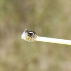 Aphrophorinae (subfamily) (Unidentified spittlebug) at The Pinnacle - 19 Nov 2022 by NathanaelC