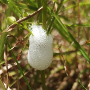 Aphrophorinae (subfamily) at Weetangera, ACT - 19 Nov 2022