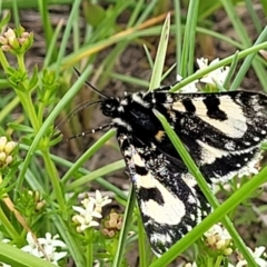 Agaristodes feisthamelii (A day flying noctuid moth) at Top Hut TSR - 19 Nov 2022 by trevorpreston