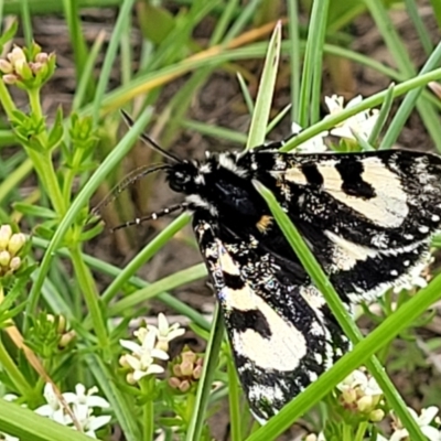 Agaristodes feisthamelii (A day flying noctuid moth) at Dry Plain, NSW - 19 Nov 2022 by trevorpreston