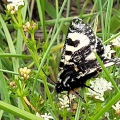 Agaristodes feisthamelii at Dry Plain, NSW - 19 Nov 2022