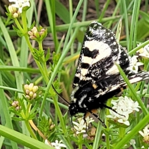 Agaristodes feisthamelii at Dry Plain, NSW - 19 Nov 2022